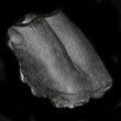Partial Fossil Rhino Tooth (Teleoceras) - Florida #31717-2